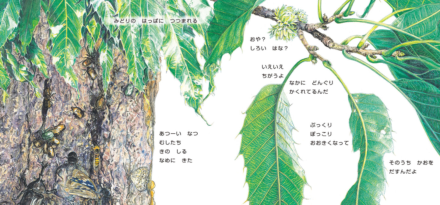 ぽっとん ころころ どんぐり