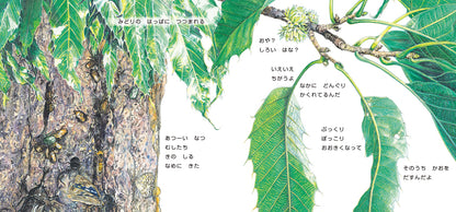 ぽっとん ころころ どんぐり