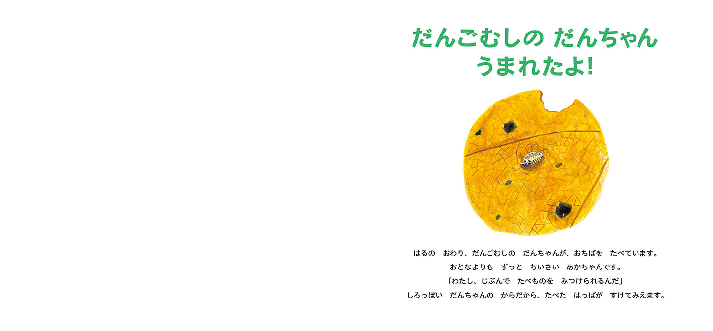 だんごむしの だんちゃん うまれたよ！