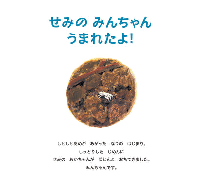 せみの みんちゃん うまれたよ！