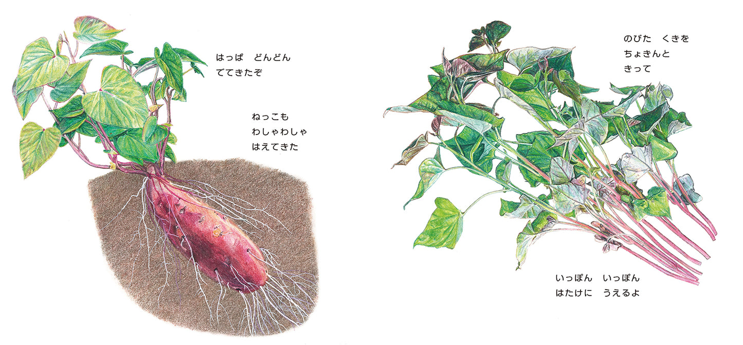 ごろんずっしり さつまいも