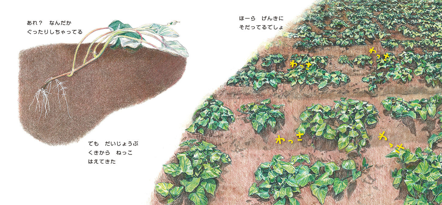 ごろんずっしり さつまいも